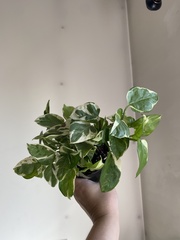 Epipremnum aureum