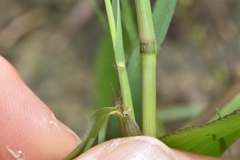 Paspalum pubiflorum pubiflorum