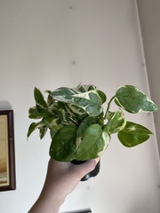 Epipremnum aureum