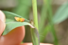 Paspalum pubiflorum pubiflorum