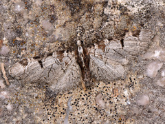 Eupithecia insigniata