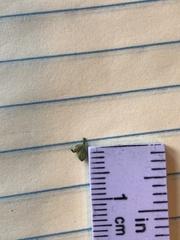 Paspalum pubiflorum pubiflorum