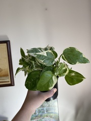 Epipremnum aureum