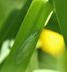 Chrysopa chi