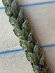 Paspalum pubiflorum pubiflorum
