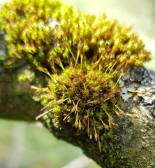 Ulota bruchii