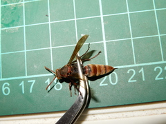 Polistes huisunensis