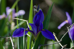 Iris giganticaerulea