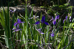Iris giganticaerulea