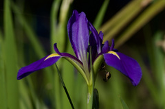 Iris giganticaerulea