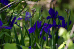 Iris giganticaerulea