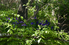 Iris giganticaerulea