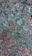 Ceanothus
