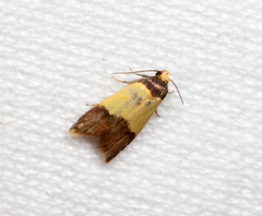 Heteroteucha dichroella