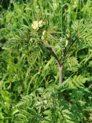 Anthriscus sylvestris