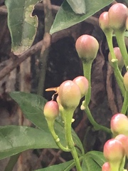 Tetragonisca angustula