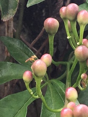 Tetragonisca angustula