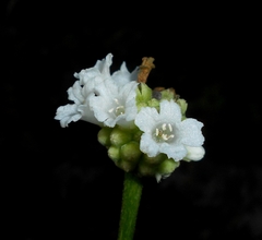 Varronia pedunculosa