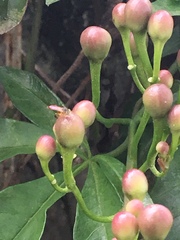 Tetragonisca angustula