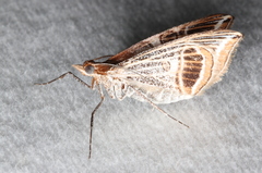 Phrataria transcissata