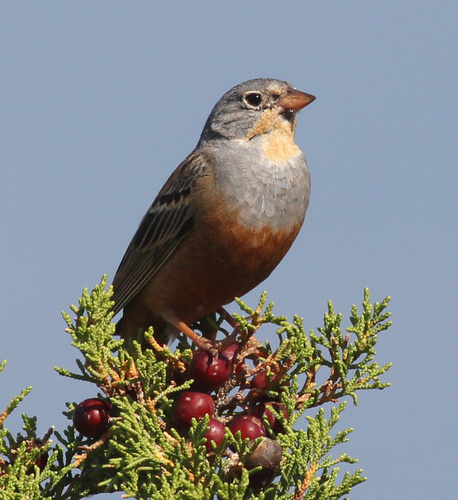 Escribano ceniciento (Emberiza caesia)