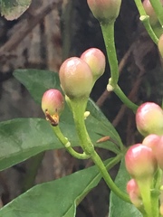 Tetragonisca angustula