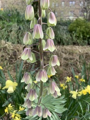 Fritillaria persica