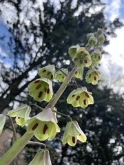 Fritillaria persica