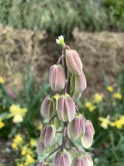Fritillaria persica