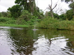 Inia geoffrensis boliviensis