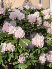 Rhododendron × hybridum