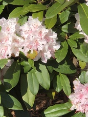 Rhododendron × hybridum