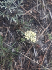 Lomatium bicolor leptocarpum