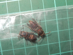 Polistes huisunensis