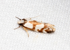Palimmeces variegata