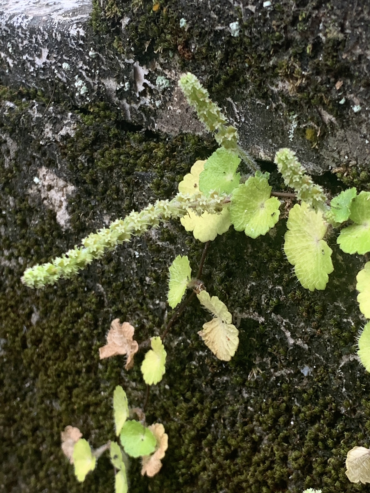 Hydrocotyle hirsuta