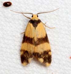 Thallarcha chrysochares