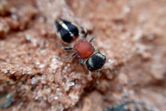 Pseudomethoca gounellei