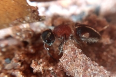 Pseudomethoca gounellei