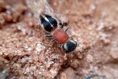 Pseudomethoca gounellei