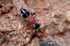 Pseudomethoca gounellei