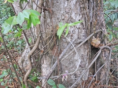 Orchidaceae