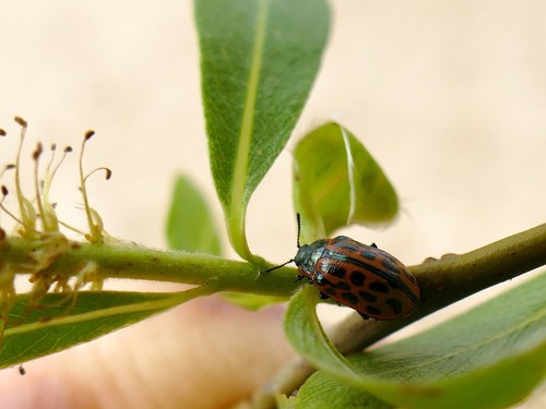 Photo of Spotted Willow Leaf Beetle (Chrysomela vigintipunctata)