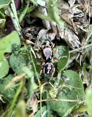 Habronattus pyrrithrix