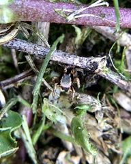 Habronattus pyrrithrix