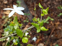 Coffea wightiana