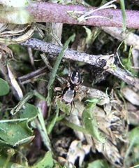 Habronattus pyrrithrix