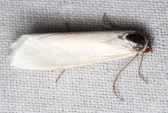 Scirpophaga