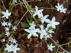 Coffea wightiana