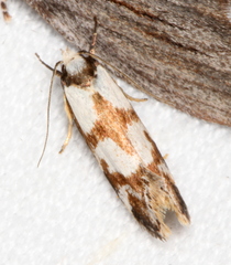 Palimmeces variegata